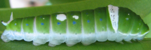 Larvae
